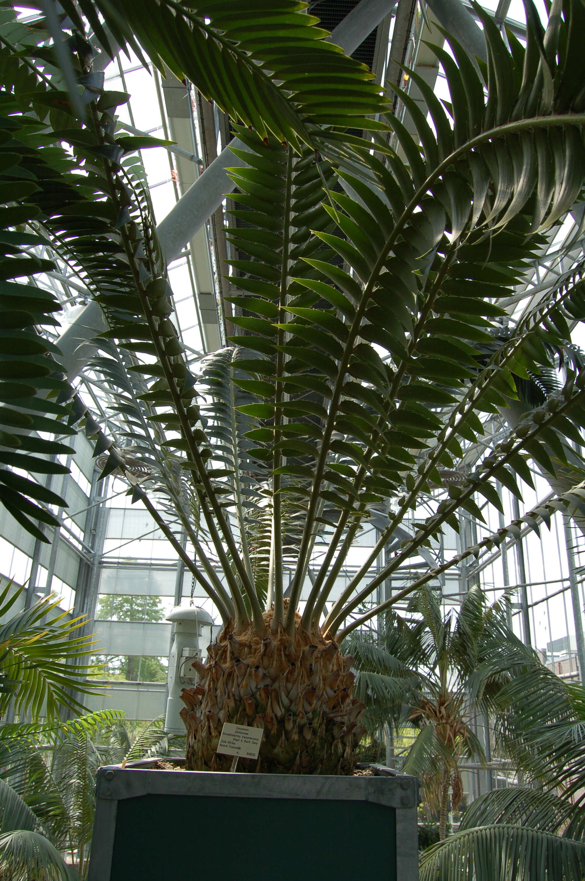 Image of Modjadji Cycad