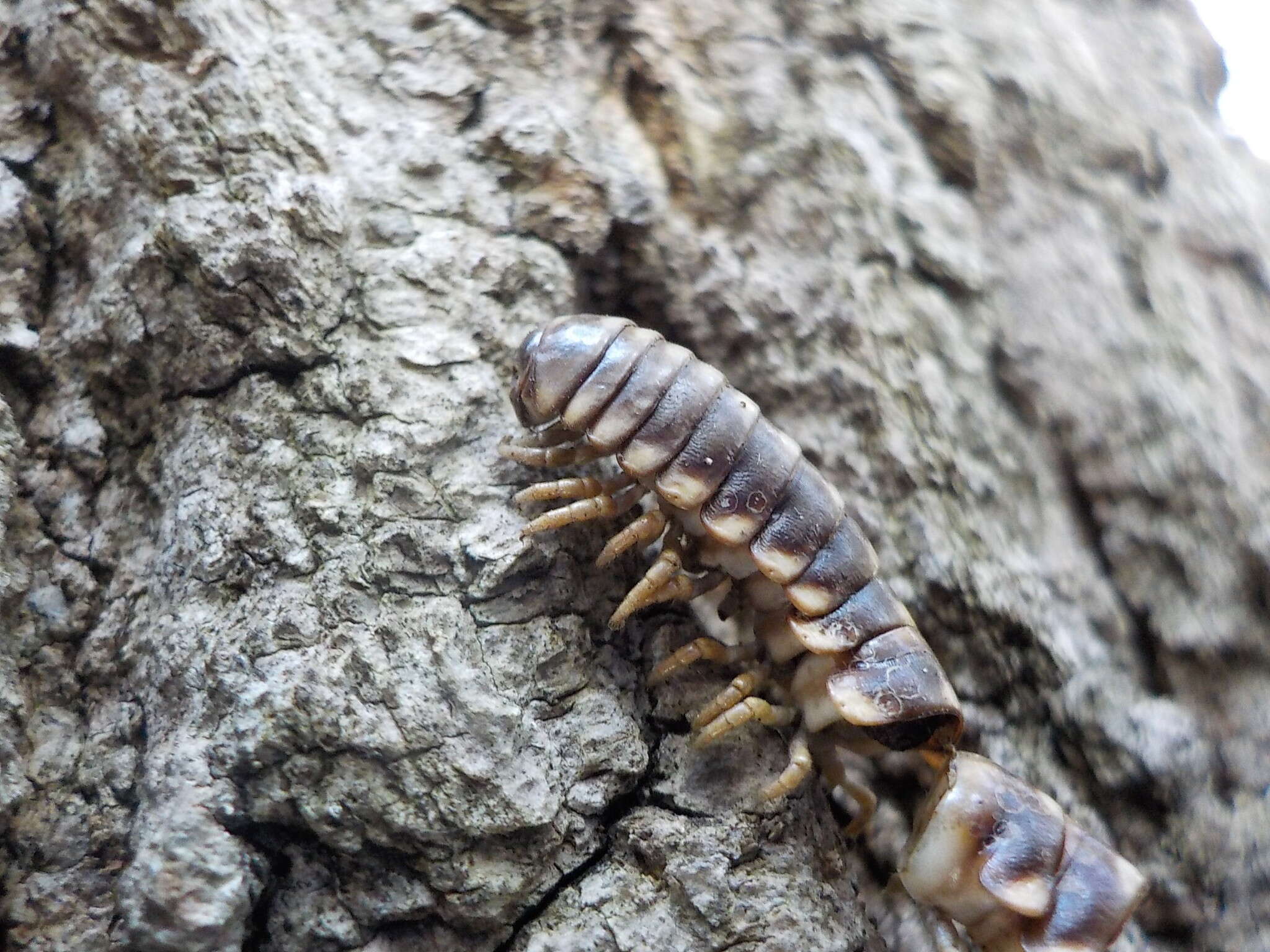 Sivun Rudiloria trimaculata trimaculata (Wood 1864) kuva