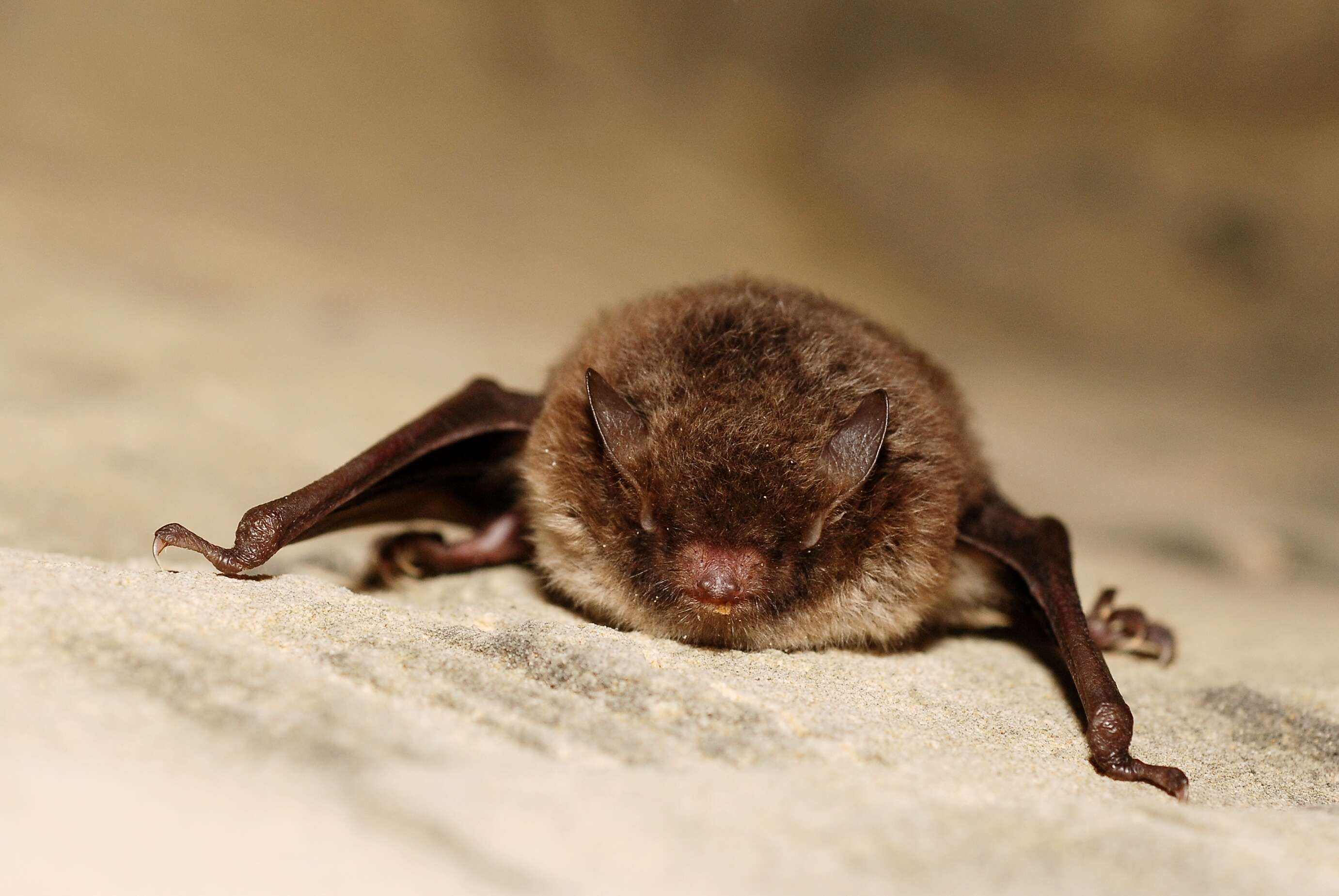 Plancia ëd Myotis daubentonii (Kuhl 1817)