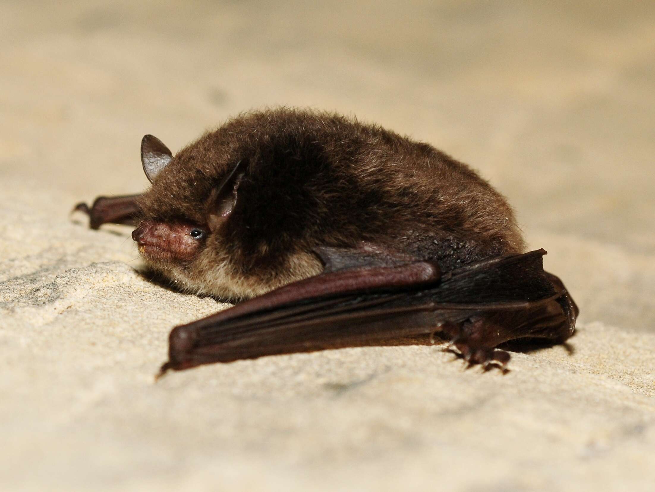 Imagem de Myotis daubentonii (Kuhl 1817)