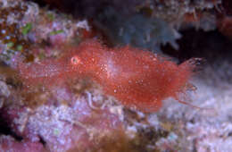 Image of Hairy ghost pipefish