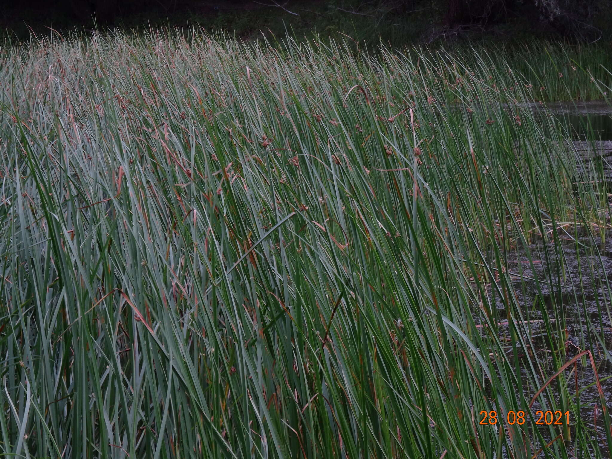 Image of Schoenoplectus ehrenbergii (Boeckeler) Soják