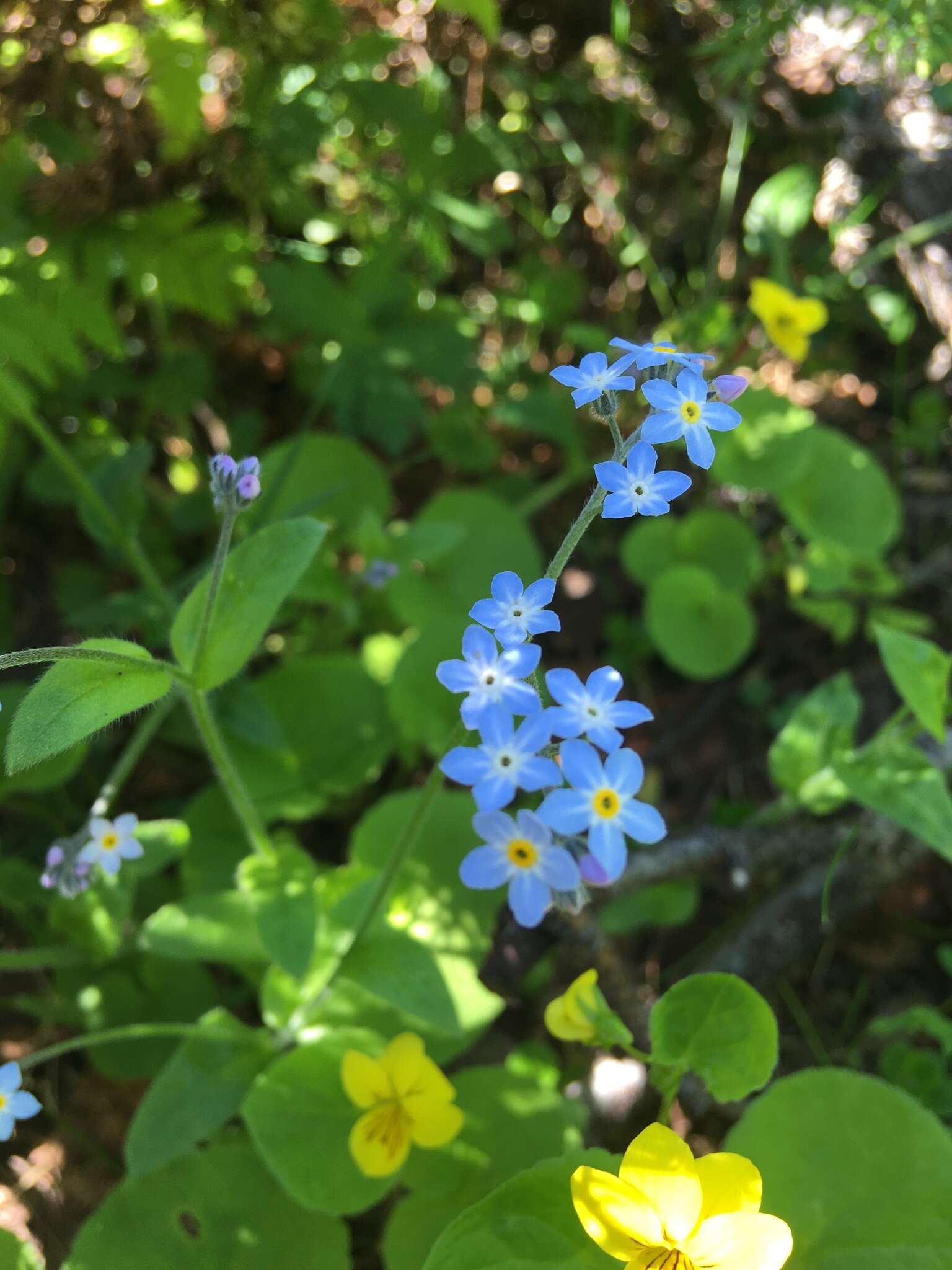 Image de Myosotis decumbens Host