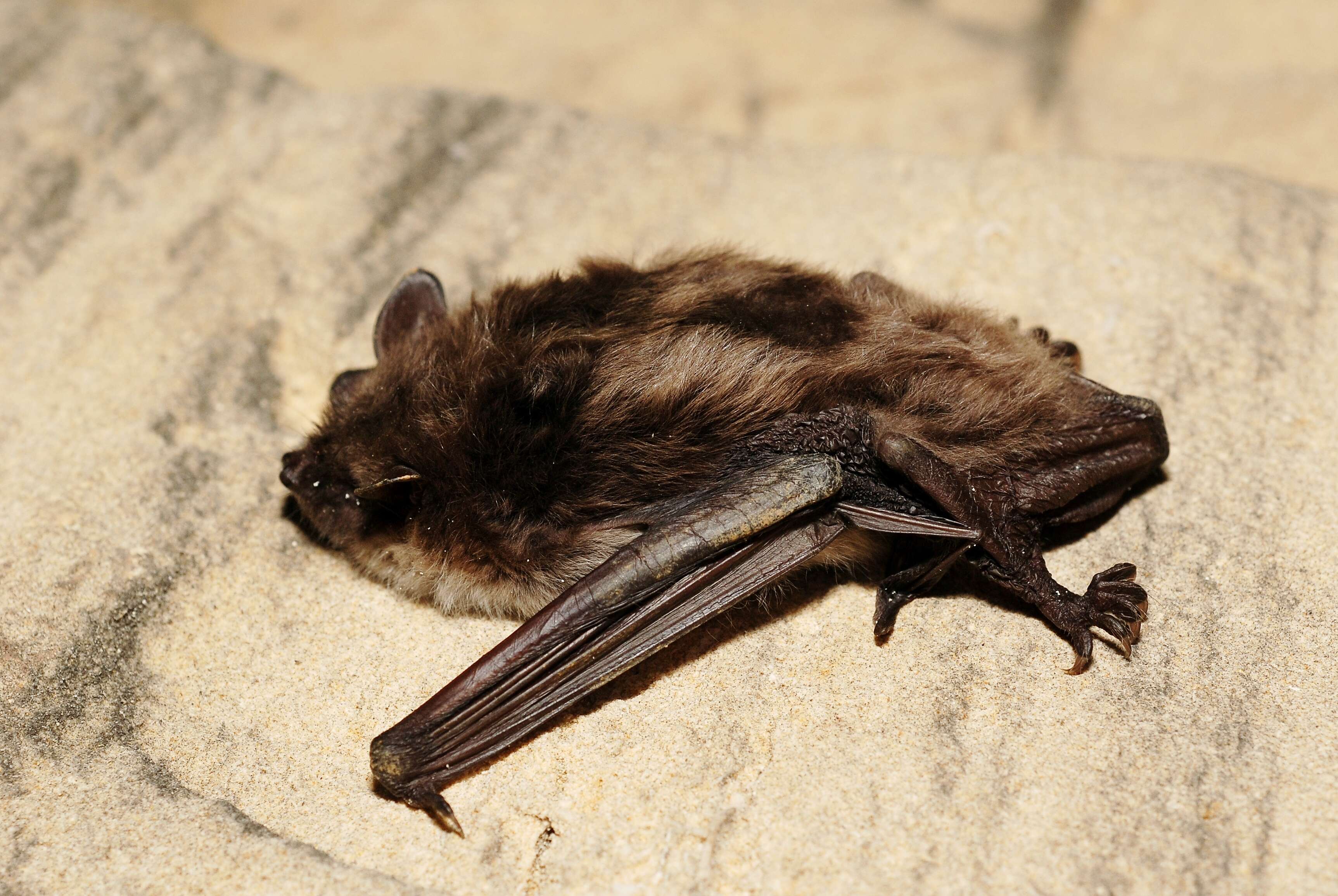 Image of Pond Bat