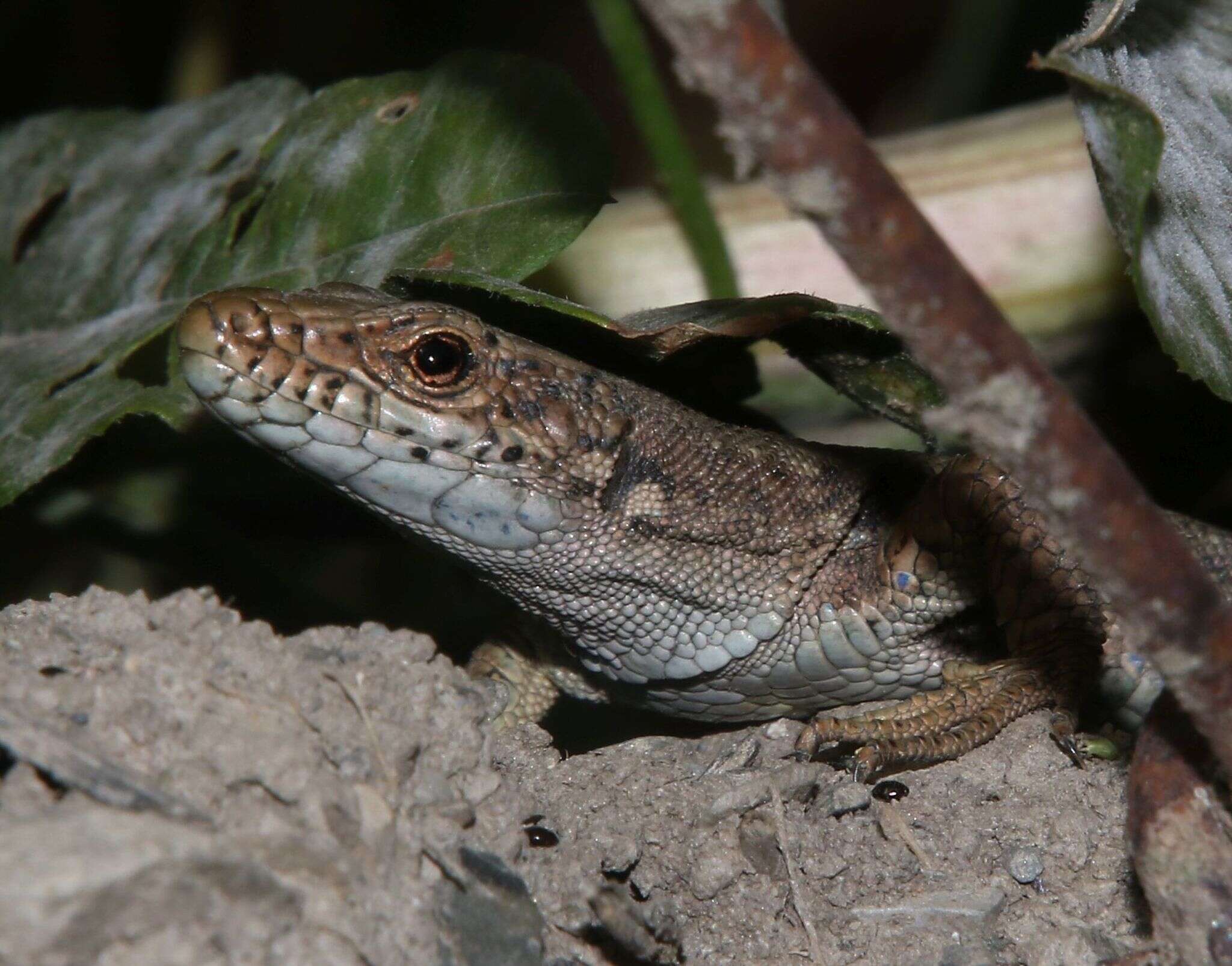 Image of Darevskia rudis svanetica (Darevsky & Eiselt 1980)