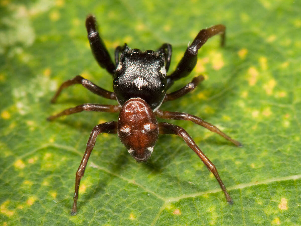 Image of Zygoballus sexpunctatus (Hentz 1845)