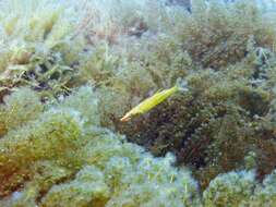 Image of Sharp-nose rockwhiting