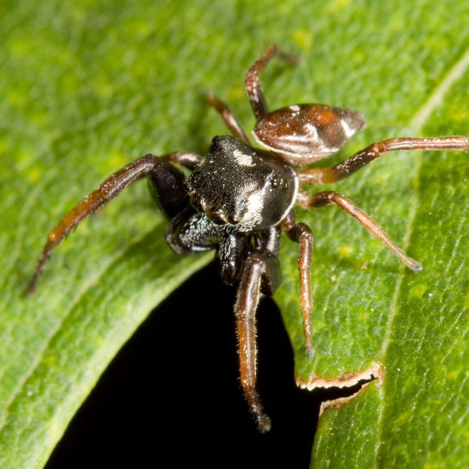 Image of Zygoballus sexpunctatus (Hentz 1845)