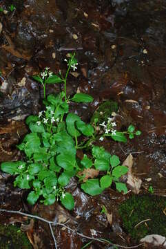 Image of American Bittercress