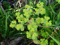 صورة Melampsora euphorbiae (Ficinus & C. Schub.) Castagne 1843