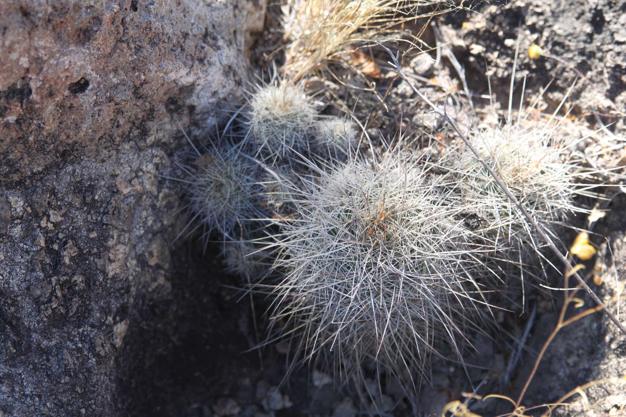 Echinocereus adustus subsp. schwarzii (A. B. Lau) N. P. Taylor的圖片