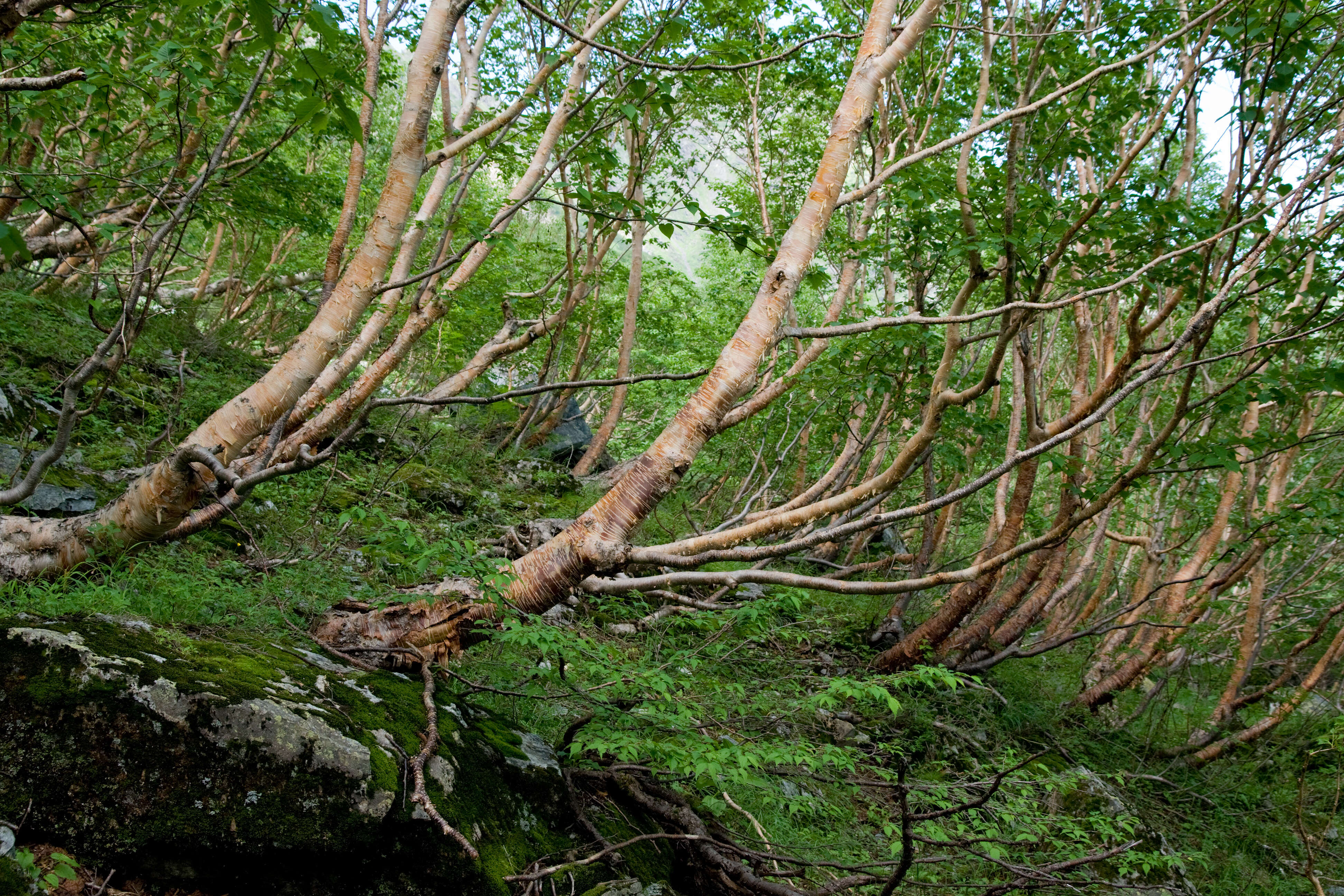 Слика од Betula ermanii Cham.