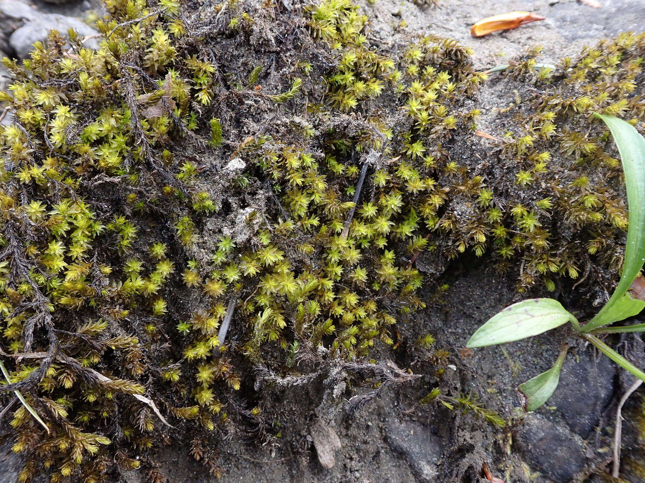 Image of blackmat splashzone moss