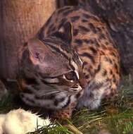 Image of Asian spotted cats