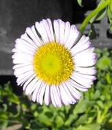 Слика од Erigeron glaucus Ker-Gawl.