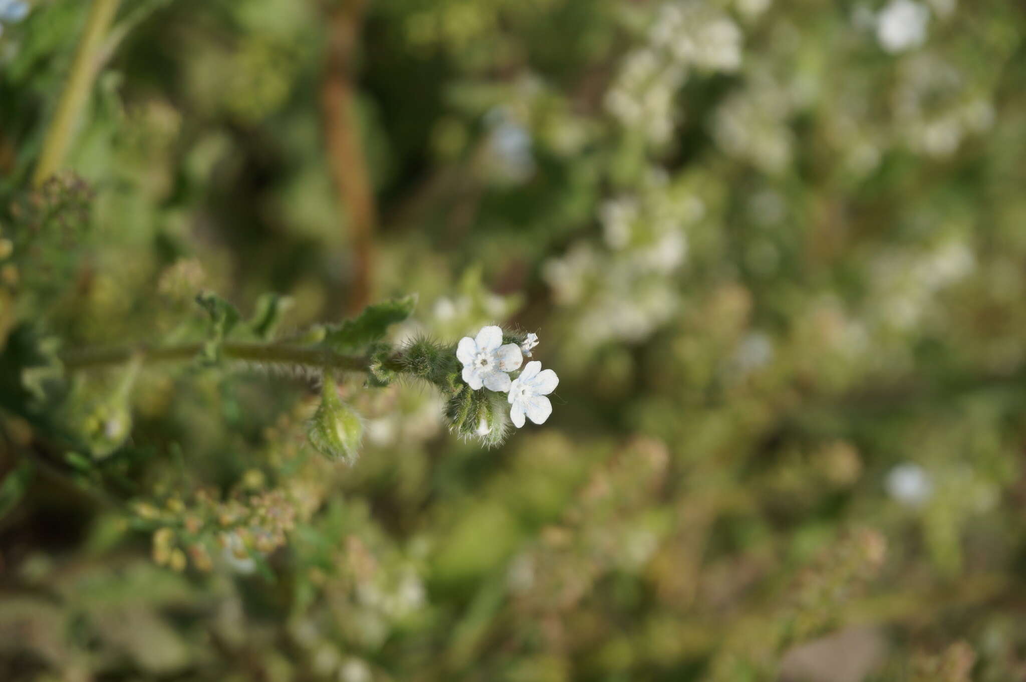 Image of Bothriospermum chinense Bunge