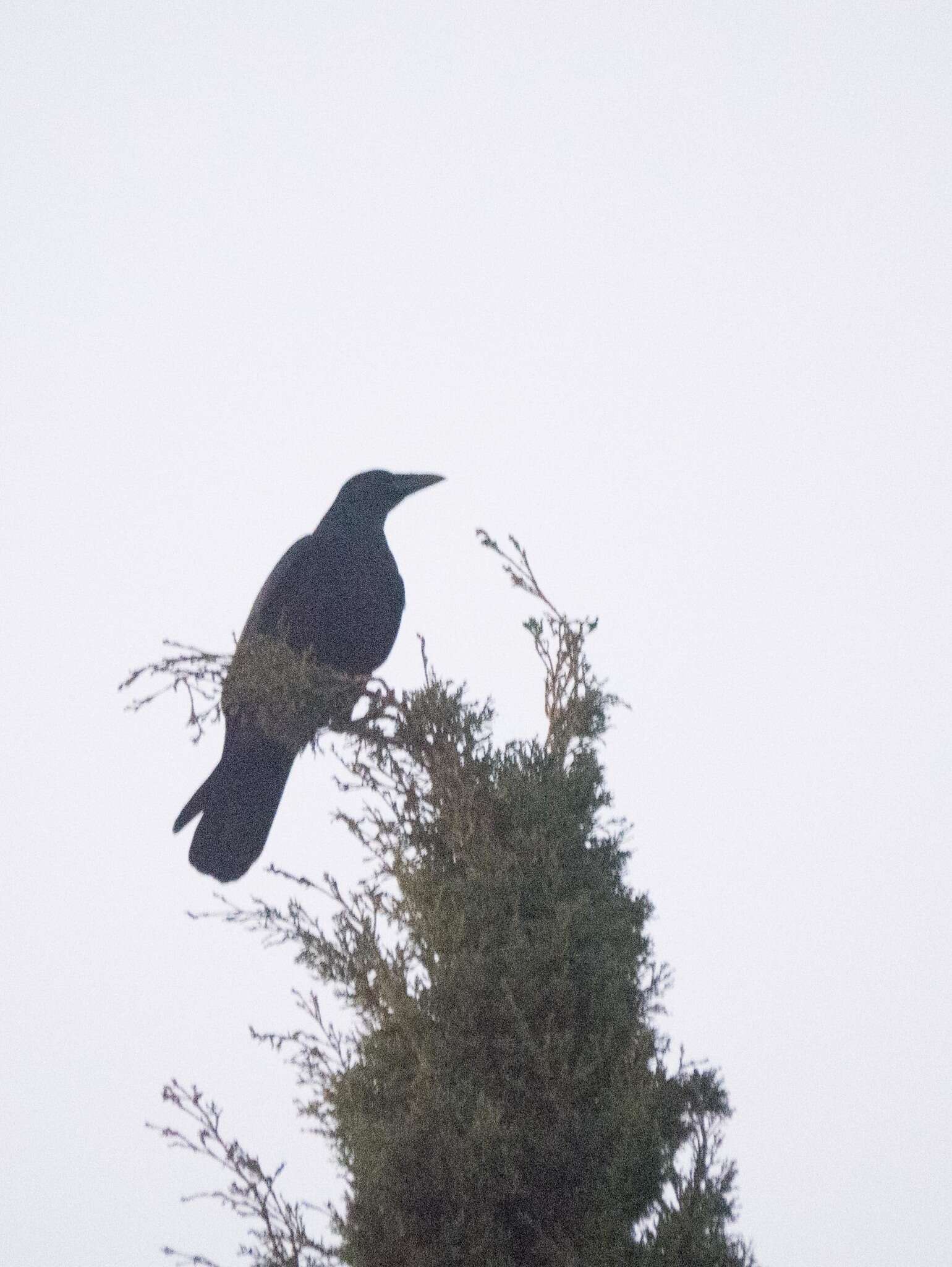 Imagem de Corvus corone corone Linnaeus 1758