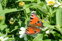 Image of Aglais io geisha (Stichel 1908)