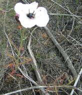Image of Drosera cistiflora L.