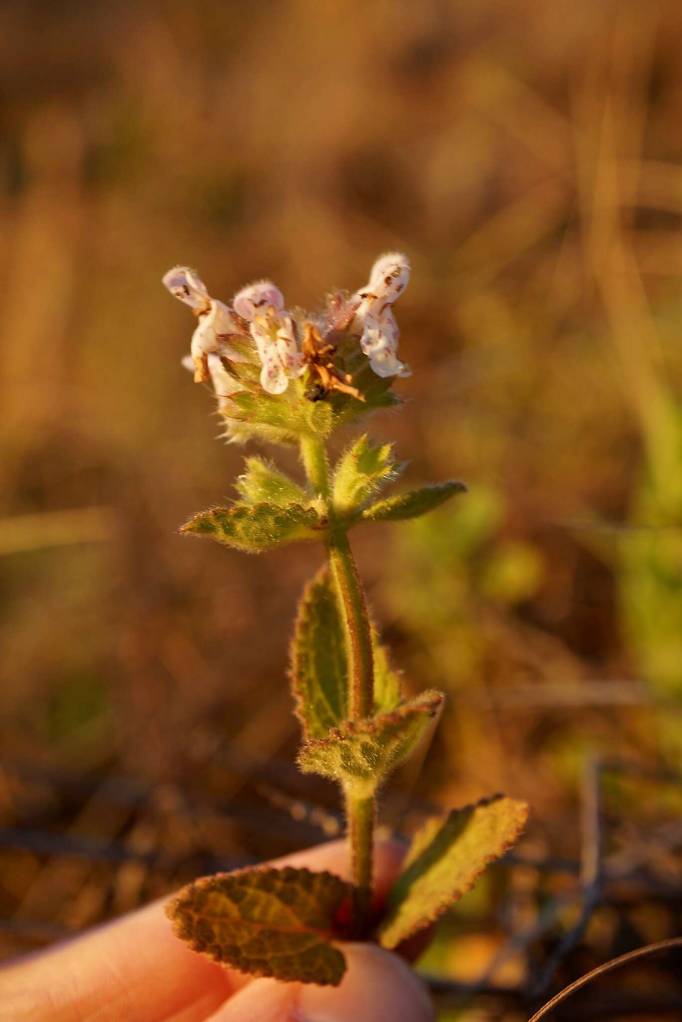 Image de Stachys pycnantha Benth.