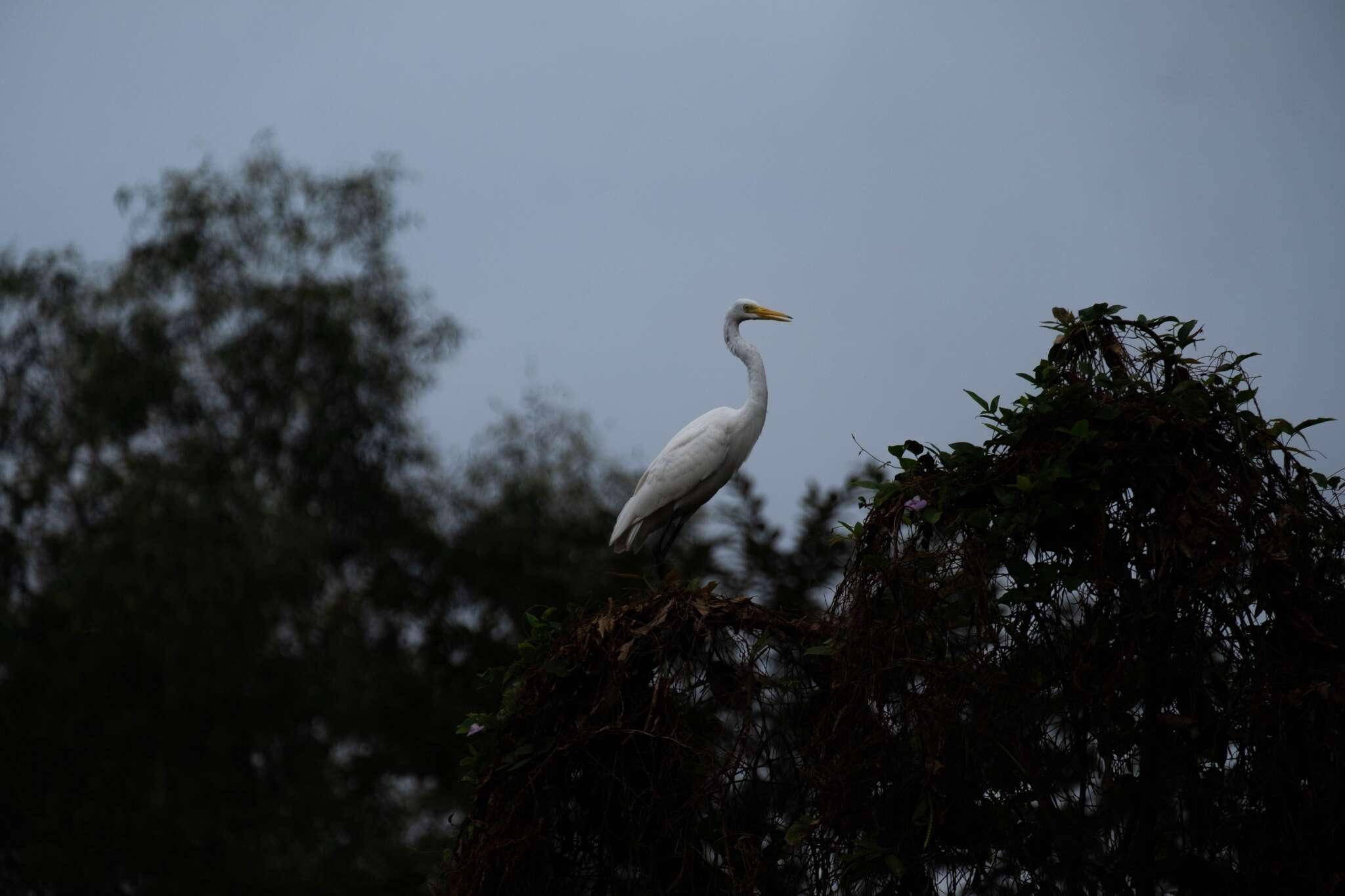 Image of Ardea intermedia intermedia Wagler 1829