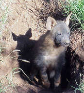 Image of Brown Hyena -- Brown Hyaena