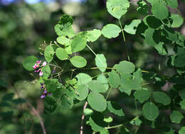 Image of bicolor lespedeza