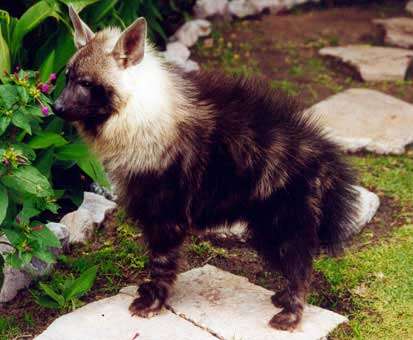 Image of Brown Hyena -- Brown Hyaena