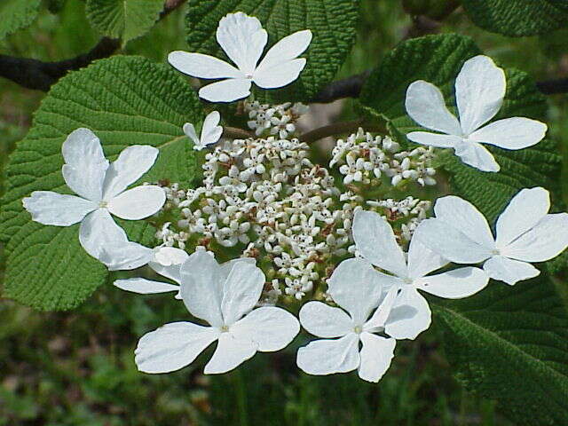 Imagem de Viburnum furcatum Bl. ex Hook. fil. & Thoms.