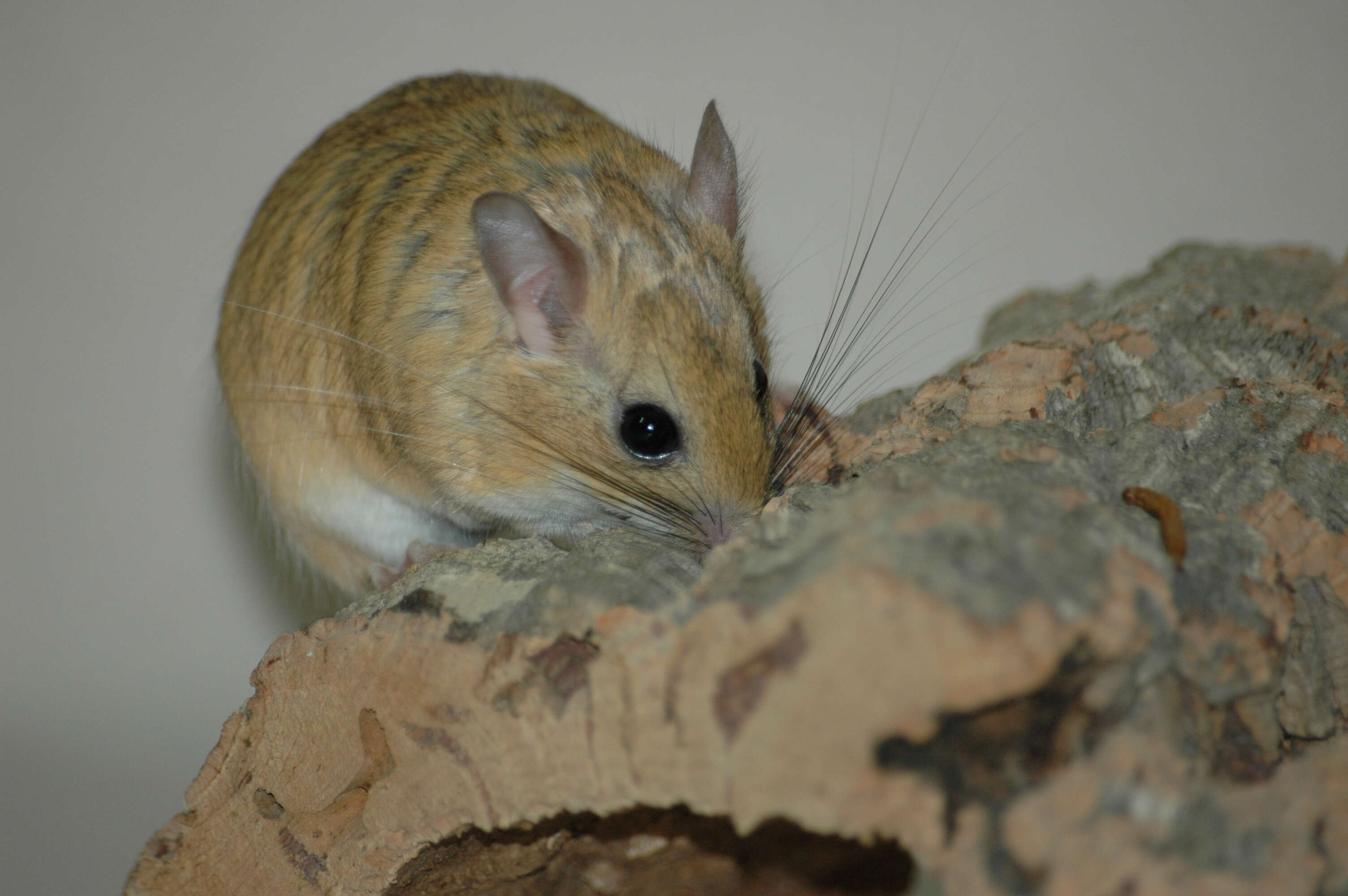 Image of Bushy-tailed Jird