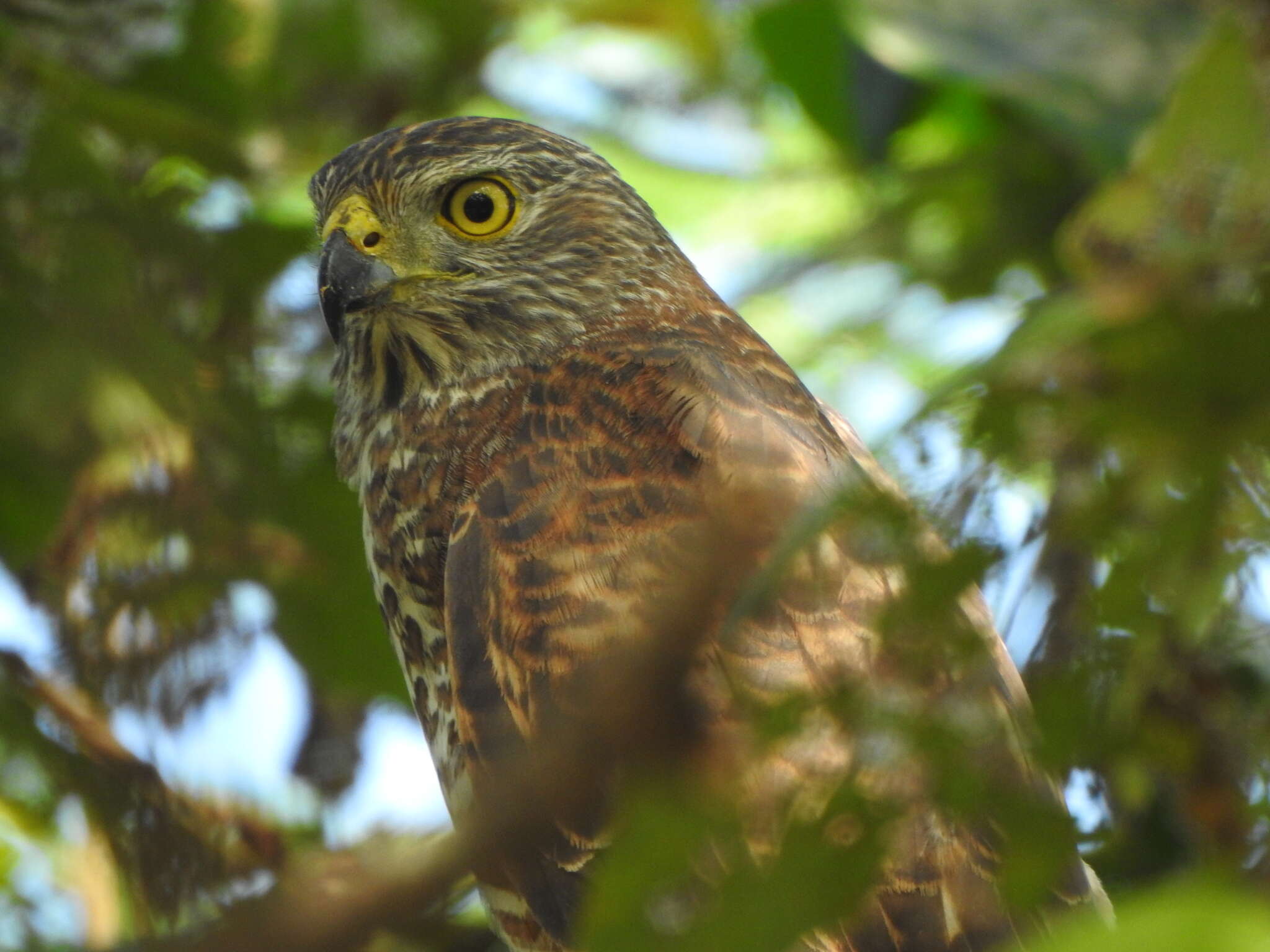 صورة Accipiter fasciatus natalis (Lister 1889)