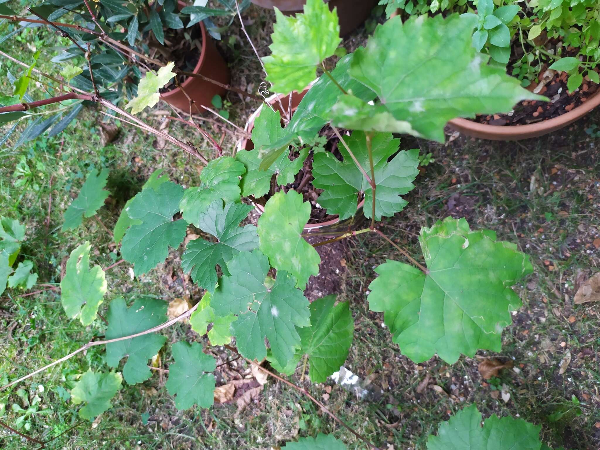 Image of Grape Powdery Mildew