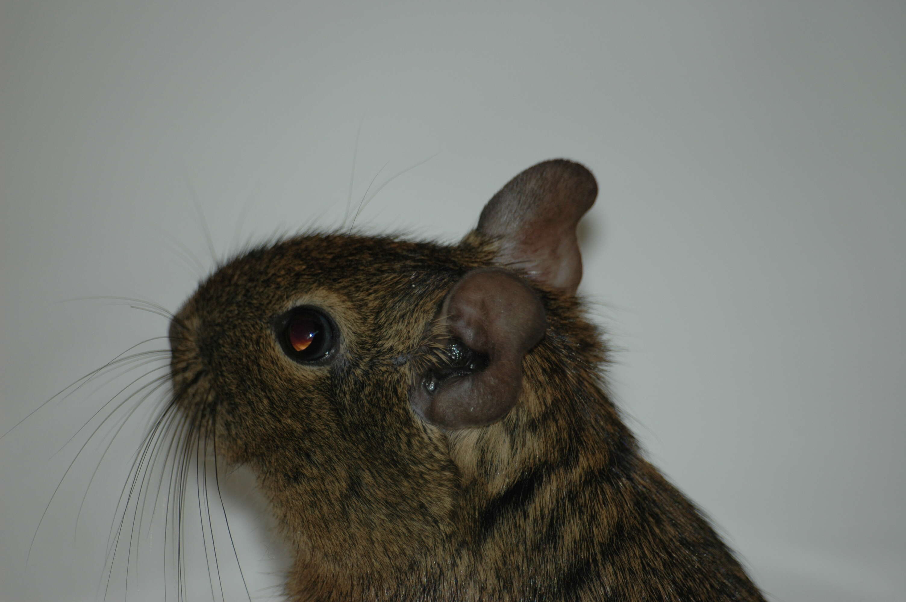 Image of degu