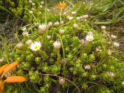 Image of Helichrysum mariepscopicum O. M. Hilliard