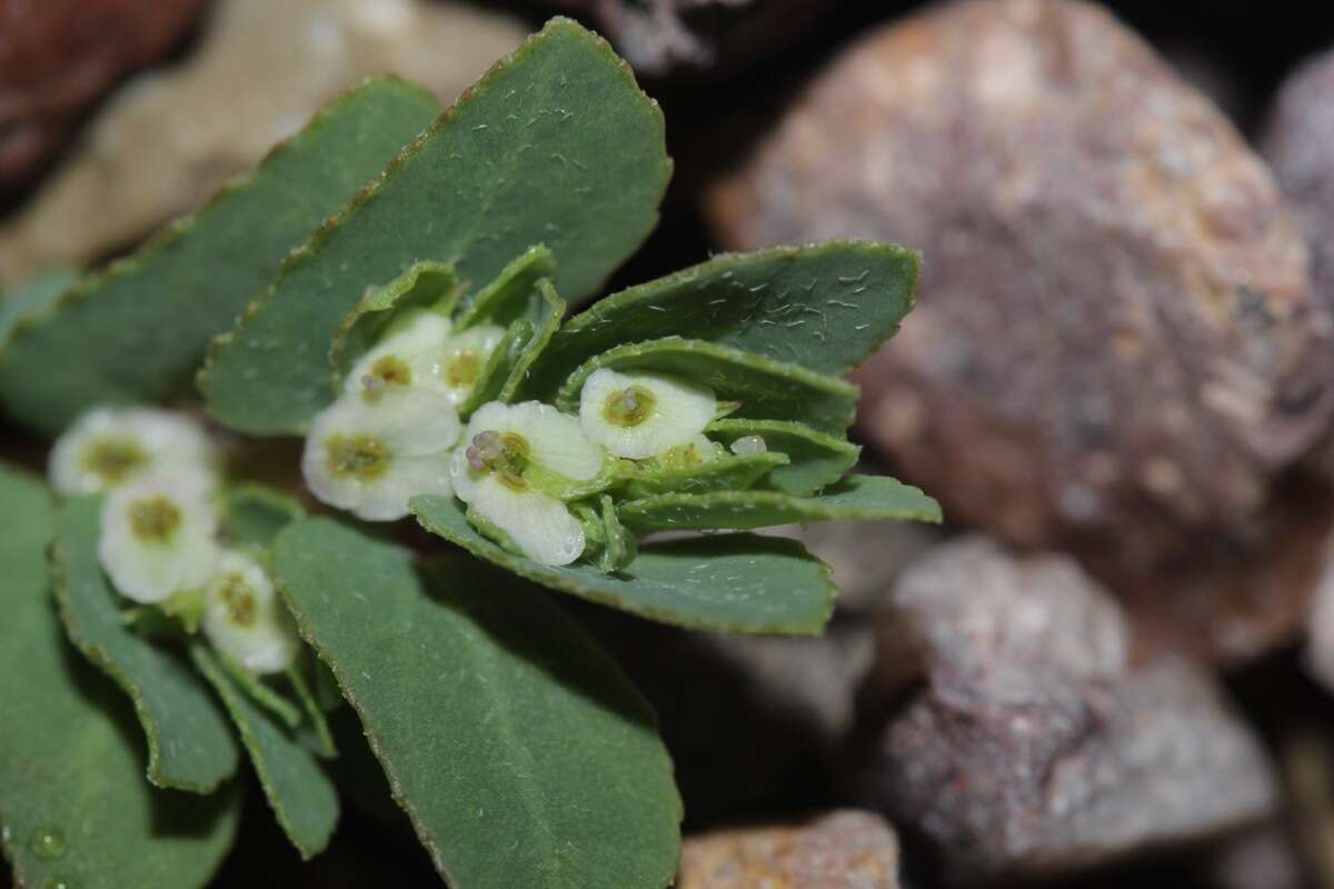 Image of Euphorbia indivisa (Engelm.) Tidestr.