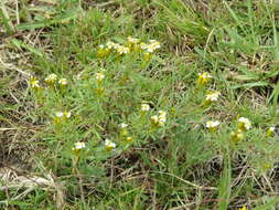 Sivun Tagetes argentina Cabrera kuva