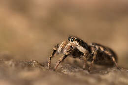 Image of Zebra spider