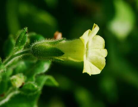 Image of Aztec tobacco