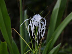 Image of beach spiderlily