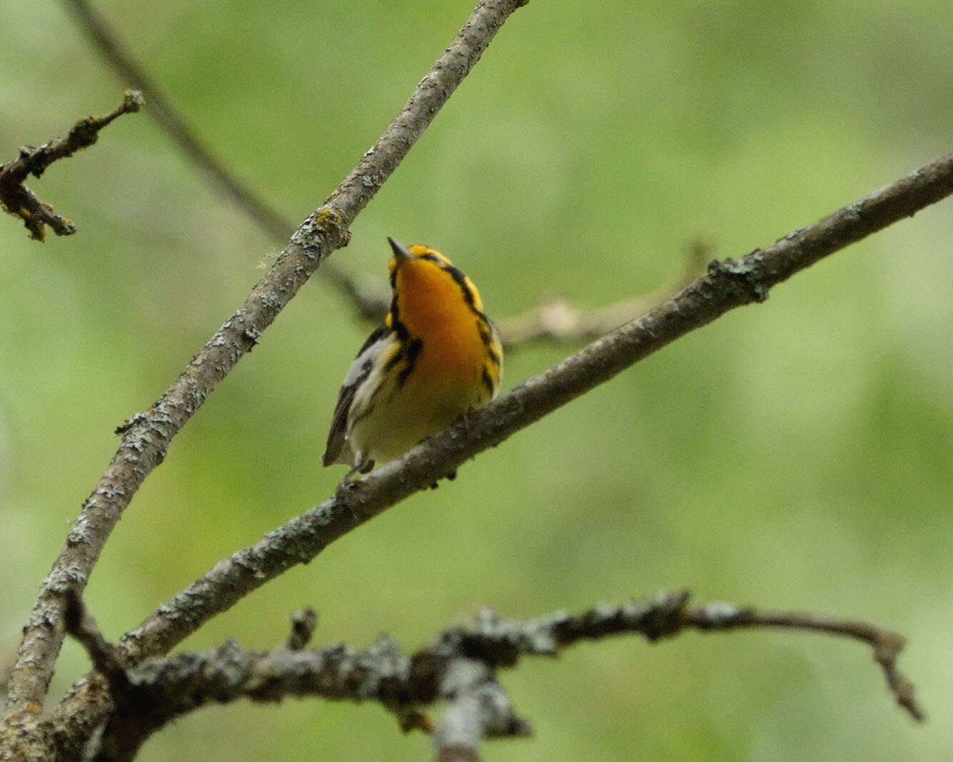 Image of Blackburnian Warbler