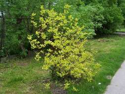 Image of Red-Barked Dogwood