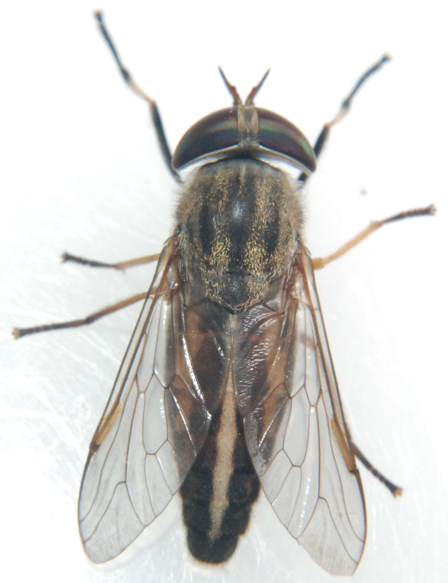 Image of Striped Horse Fly