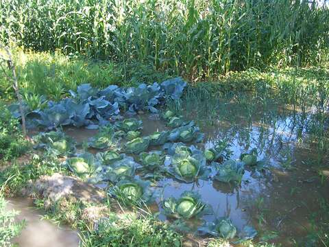 Image of white cabbage