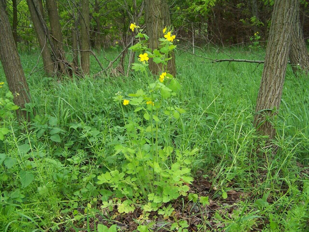 Image of celandine