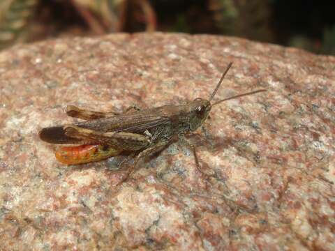 Image of Common Field Grasshopper