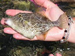 Image of Reticulated leatherjacket