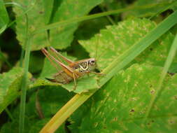 Image of Metrioptera roeselii