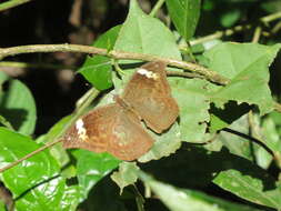 Image of Bebearia sophus audeoudi Riley 1936