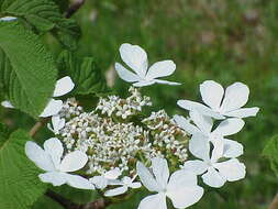 Imagem de Viburnum furcatum Bl. ex Hook. fil. & Thoms.