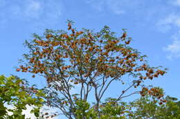 Image of Bleedwood Tree